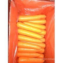 Good Quality for Exporting Fresh Carrot (316)